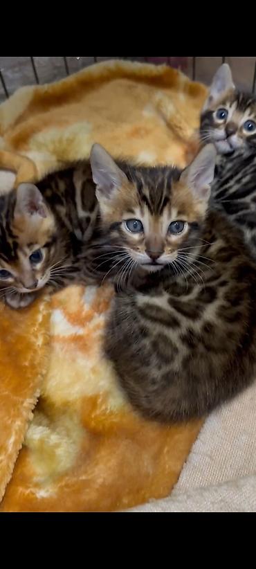 Продажа кошек: Бенгальская, 1 месяц, Мальчик, Шоколадный, Приучена к лотку, Проглистована, С документами — 1