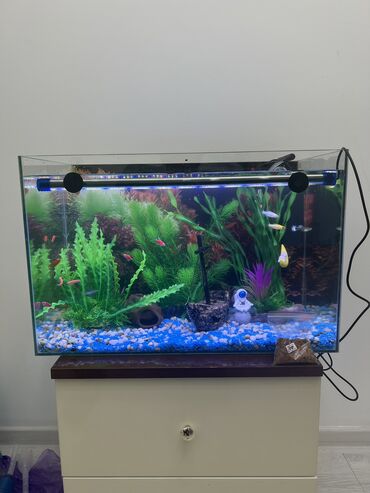 Аквариумы: Рыбки | Аквариумы | Оборудование | Аксессуары | Растения Богатый опыт — 15