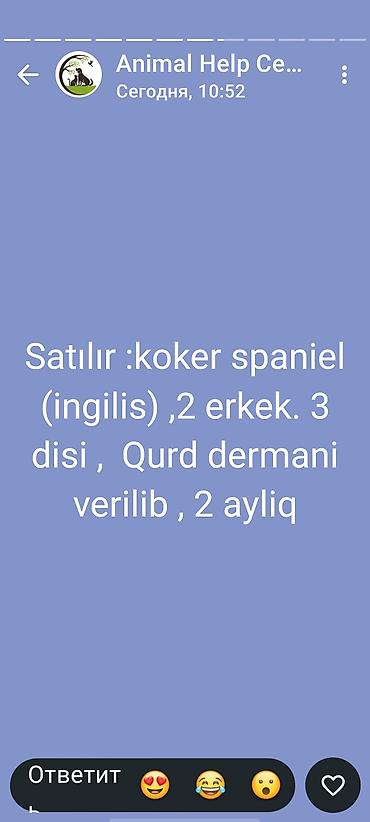 tap az xaski: Koker spaniyel, 2 ay — 2