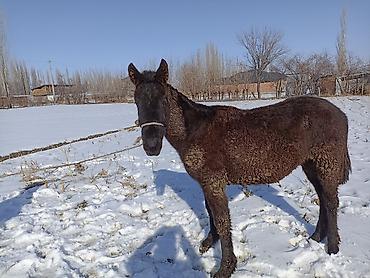 Лошади, кони: Продаю | Кобыла (самка) — 5