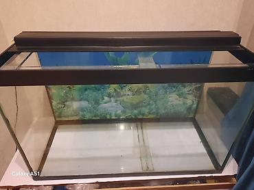 akvariyum: Parametrləri 70×30×45 akvarium satılır. 94 litr,2 hissəyə bölünür - — 7
