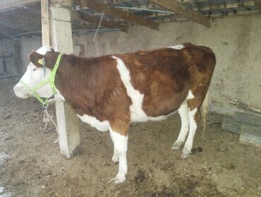 Коровы, быки: Продаю | Корова (самка) | Для молока | Привязанные — 5