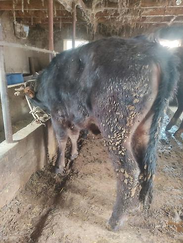 Коровы, быки: Продаю | Бык (самец) | На откорм | Привязанные — 7