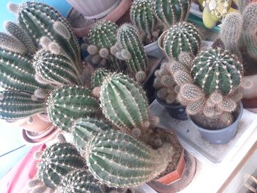 оборудование для аквариума: Коллекция домашних кактусов (разные виды Echinopsis/Trichocereus и