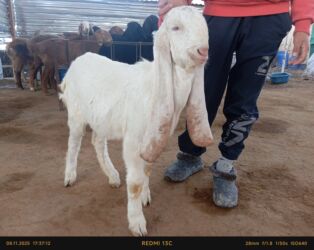 купить собаку немецкую овчарку: Продаю | Коза (самка) | Камори | Для молока