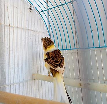 bulbul satılır: 5 aylıq ekək bülbü — 2