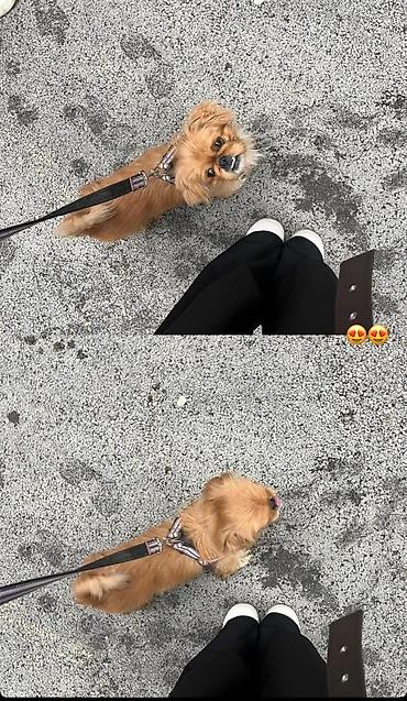 pitbul ıt: 2 il, Erkək — 1