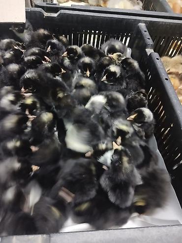 Digər quşlar: Her nov cuce satişi. xarkov çil 2m xarkov 1.50m atkas 3m avstroluq 3m — 13