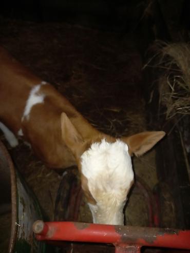 Inəklər, öküzlər: Dişi, il: 1, 100 kq, Südlük — 8