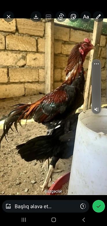 Toyuqlar: Toyuq, Adler, Damazlıq, Ünvandan götürmə, Ödənişli çatdırılma — 5
