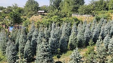 Ель: Ель колючая (Picea pungens) голубая, питомничные посадки. - Сорт/тип — 22