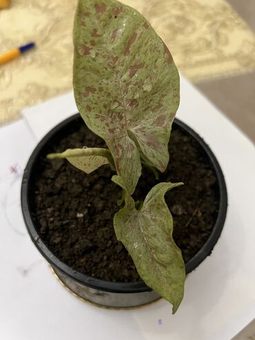 Otaq bitkiləri: Butun guleri endirimnen satiram ancag xanimlara satiw olur cox gul — 29