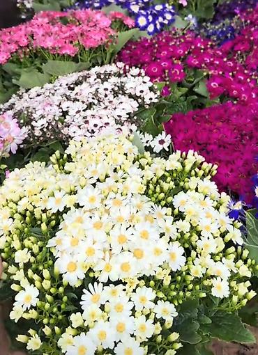 gul lecekleri: Rəngarəng senerariya (Cineraria) saksı gülləri - Növlər və çalarlar — 1