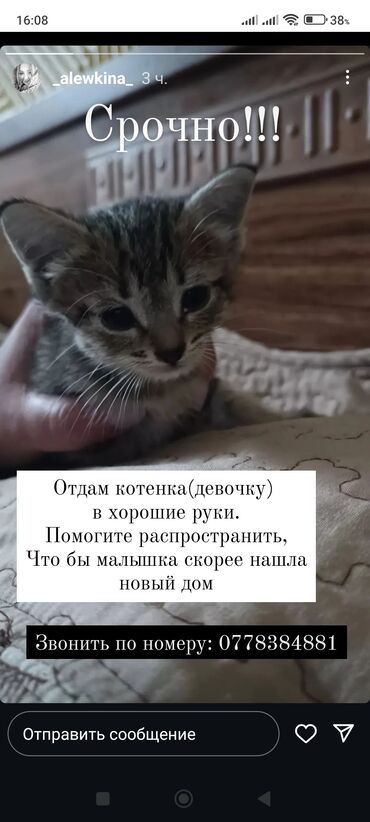 дом кота: Отдаем кошечку в хорошие руки. Подбросили котят прямо под двери. Троих