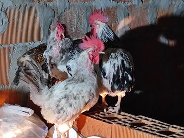 Другие животные: Məhsul: Xoruzlar və toyuqlar (qarışıq sürü) Təsvir: - Şəkillərdə iri