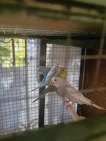 bulbul satılır: Dalmatin, albino və müxtəlif rəng mutasiyalı dalğıc (dalgıç) cinsli — 2