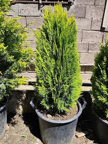 Semena i sadnice: Lovor višnja – sadnice u saksiji - Zimzelene sadnice Prunus — 3