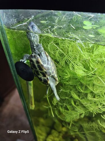 купить малёк карпа: Продаю два аквариума 100 литров и 10 литров с обитателями! 🐢🐠🦐