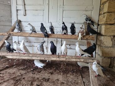 котенок в добрые руки: Wuşdar satilir tam saglam yaxsi ucan quşdarda var icinde lalafo.az -da котенок в добрые руки: Wuşdar satilir tam saglam yaxsi ucan quşdarda var icinde