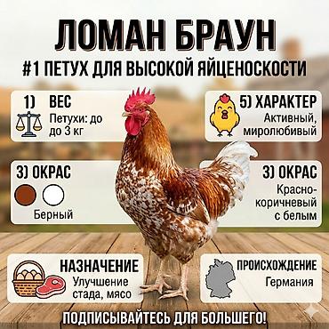 Куры, петухи: Продаю | Цыплята | Бройлерная — 9
