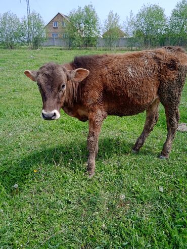 животные коровы: 10 айлык ургачы торпок сатылат 40мин сурап жатам токол суттуу уйдун