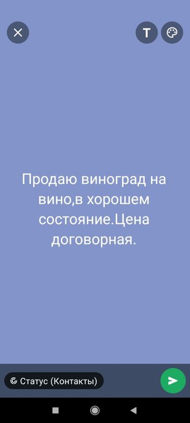 продам виноград на вино: Виноград