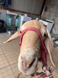 кролик цена: Продаю | Баран (самец) | Арашан | Для разведения