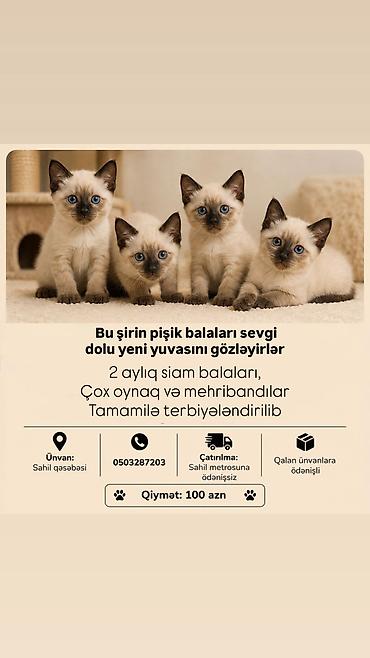 Siam, Erkək, Dişi, Yaxşı əllərə, Ödənişli çatdırılma