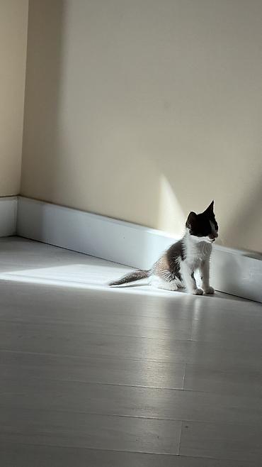 кошка черная: Кошка даром: Беспородная, 3 месяца, Девочка, Приучена к лотку — 5