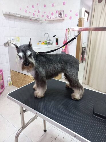 Psi: Odgajivacnica Pet house nudi prelepe stence Patuljastog snaucera Biber — 15