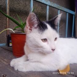 токмок кошки: Котёнок, окрас белый с чёрными пятнами - Возраст на фото: подросток