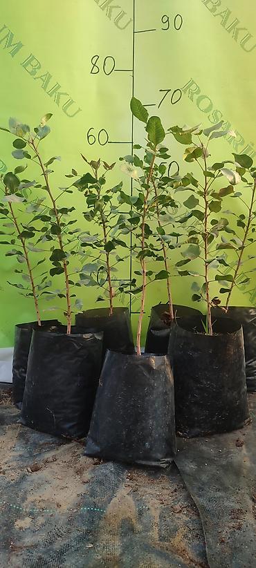Şitillər: Eucalyptus (Eucalyptus gunnii) fidanları - Qabda yetişdirilmiş — 1