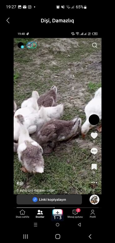 купить собаку в: Linda Qaz balaları satılır .80 ədəd hamısını birdən alana 15