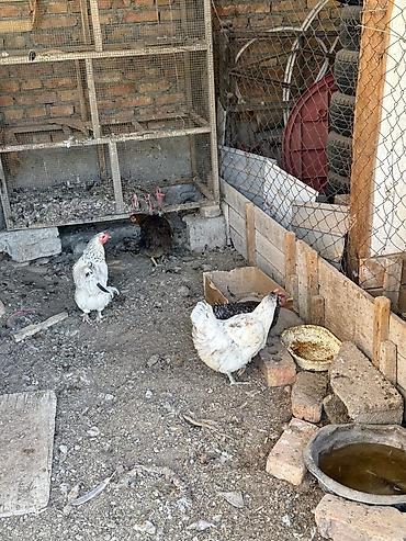 кох: Продаю | Куры | Домашняя | Для разведения — 3