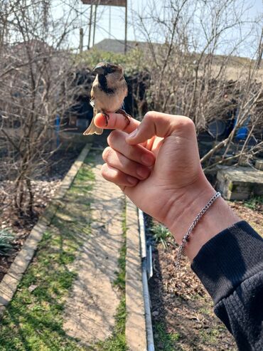 Птицы: Sərçə biri 5 azn