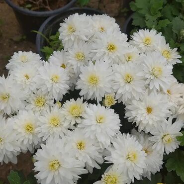 Otaq bitkiləri: Xrizantema payızgüllərinin topdan və pərakəndə satışı. Qiymətlər — 3