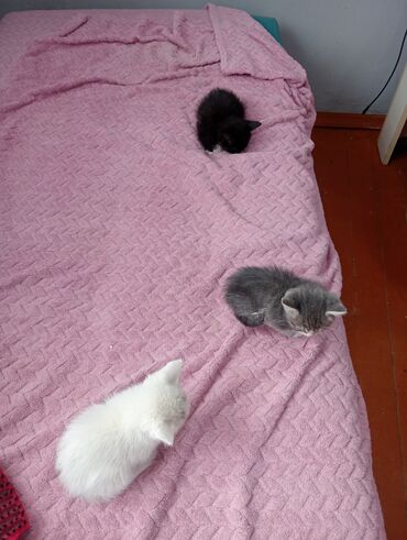 pisiyler: Erkək, Dişi, Yaxşı əllərə