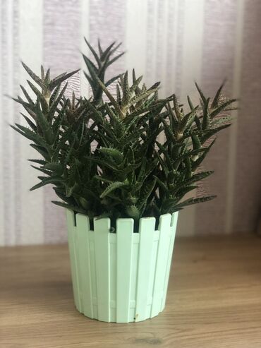 Otaq bitkiləri: Комнатные растения Крестовник — крупные и мини-растения Каменный — 10