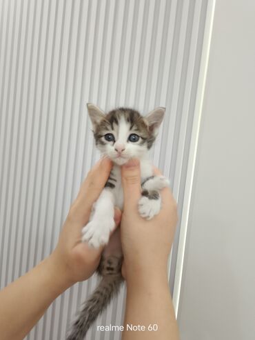 договорная кошка даром британская короткошёрстная 1 год мальчик метис 2 позвонить написать: Беспородная, 1 месяц, Мальчик, Биколор