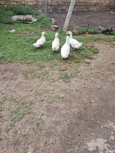 Ördəklər: Dişi, | Kuban, Damazlıq, Ünvandan götürmə