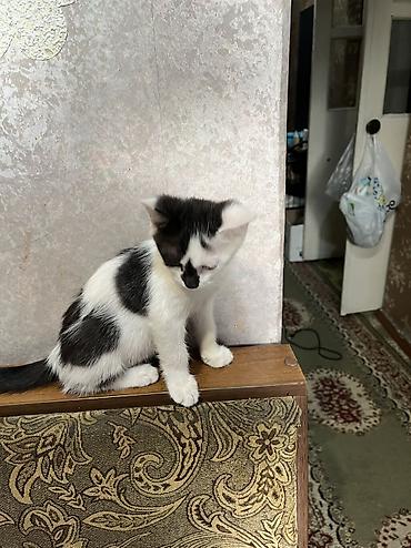 отдам даром котенка бишкек: 4 месяца, Мальчик, Приучена к лотку, Проглистована — 4