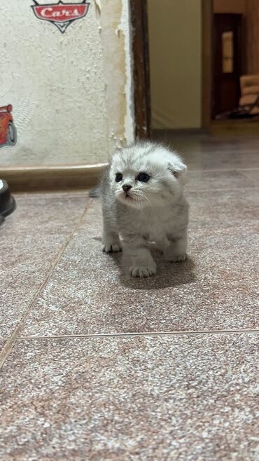 Pişiklər: Britan — 9