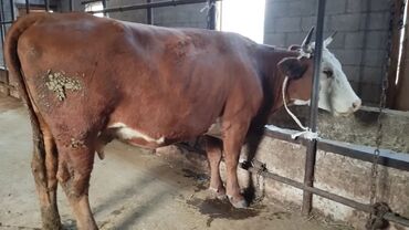 сколько длится беременность коровы: Продаю | Корова (самка) | Симментальская | На откорм, Для разведения | Стельные