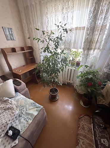 комнатные цветы купить бишкек: Продаю фикус Джамина, 10 лет, высота 150 см, крона 70 см Текст — 2