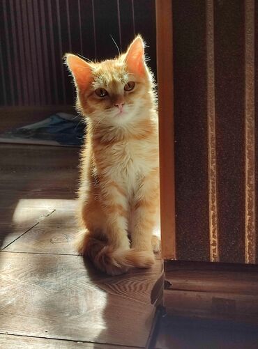 домик туалет для кошек: Кошка даром: Беспородная, 3 месяца, Девочка