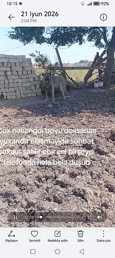 ana bala inək: Kaqal satılır boy 95 — 4