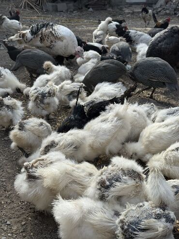 куры марьям бишкек: Продам декоративные куры карлики