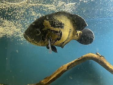 купить аксолотль: Астронотус «Тигровый/Вуалевый оскар» (Astronotus ocellatus), крупная — 1