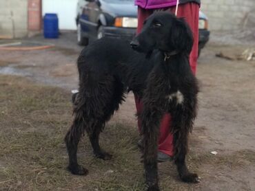 акустические системы vip колонка в виде собак: 11 месяцев, Самка at lalafo.kg акустические системы vip колонка в виде собак: 11 месяцев, Самка