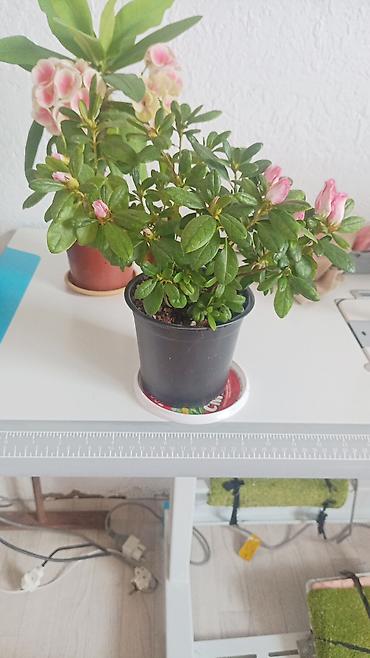 Бөлмө өсүмдүктөрү: Азалия комнатная (Rhododendron simsii), розовая махровая форма в — 1